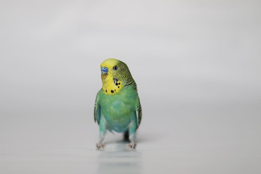 parakeet, pet, bird, cockatiel, animal, animal themes, vertebrate, HD wallpaper