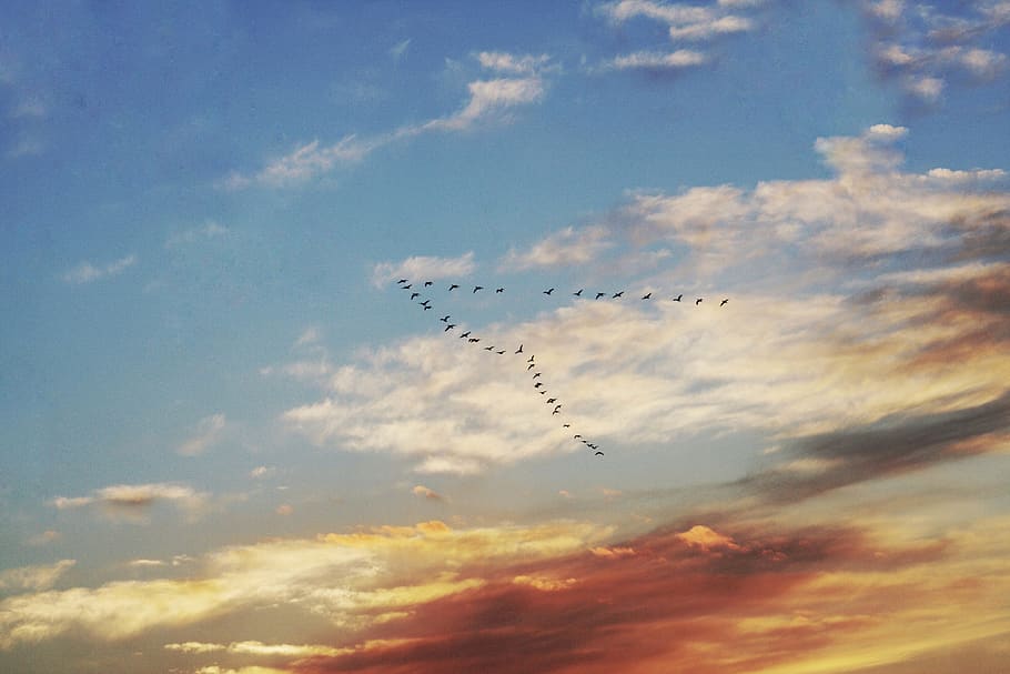 sunset, sky, cloud, birds, cloud - sky, flying, large group of animals HD wallpaper