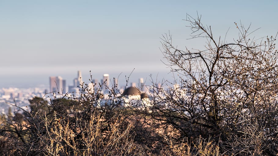 los angeles, griffith observatory, united states, hike, bush