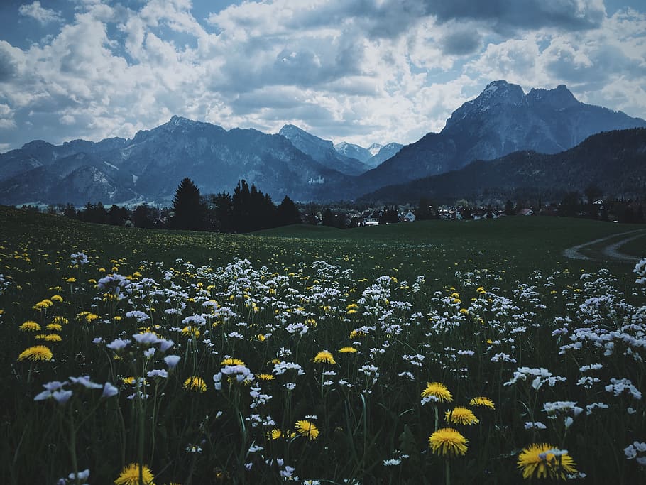 germany, füssen, grass, fields, meadow, mountains, nature HD wallpaper