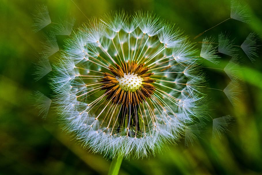 dandelion, foreground, spring, nature, colorful, plant, growth HD wallpaper