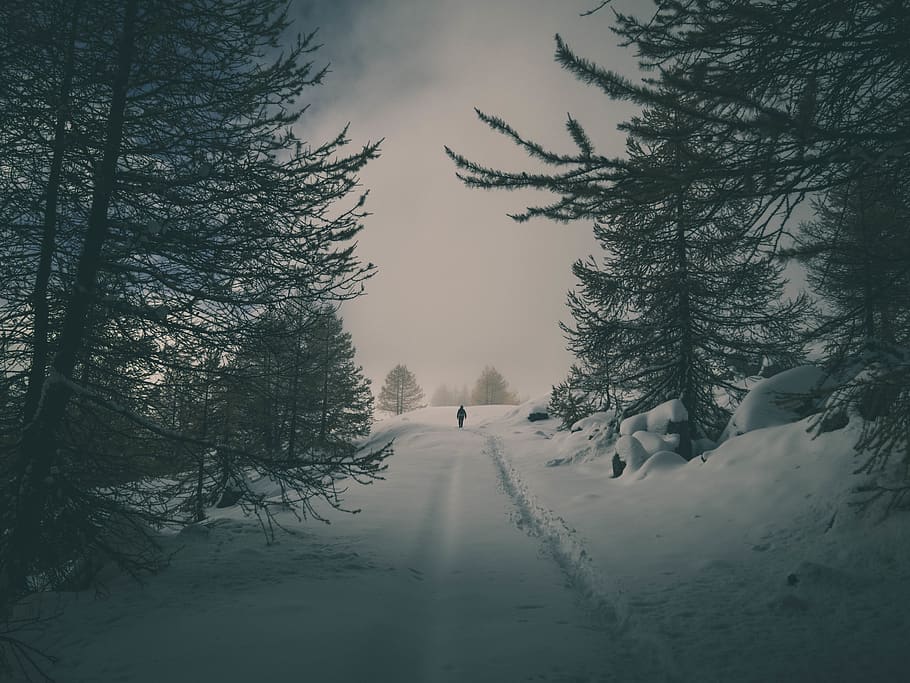 man walking on walkway between trees, cold temperature, plant HD wallpaper