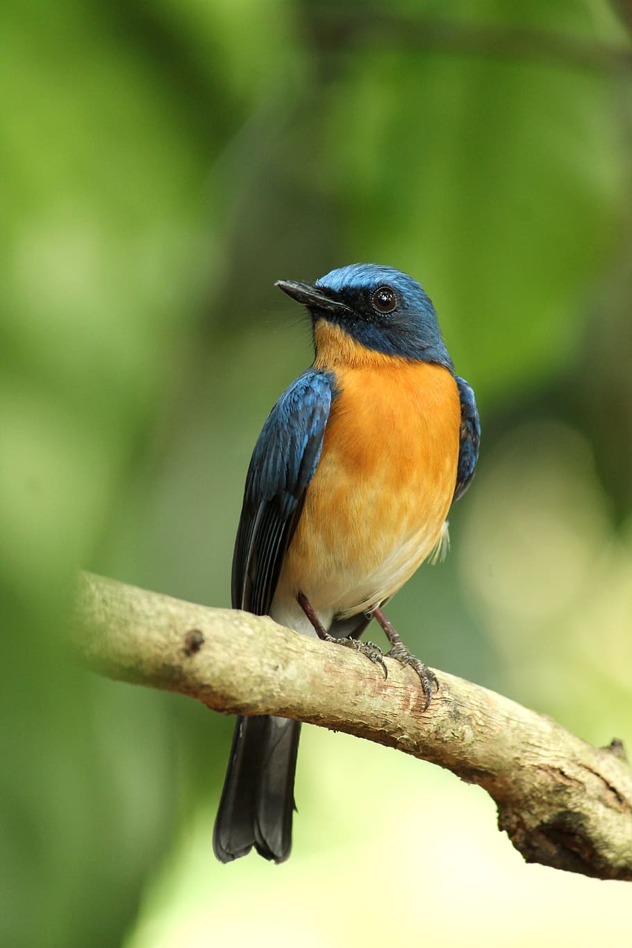 kerala, india, tickell's blue flycatcher, bird, wildlife, animal