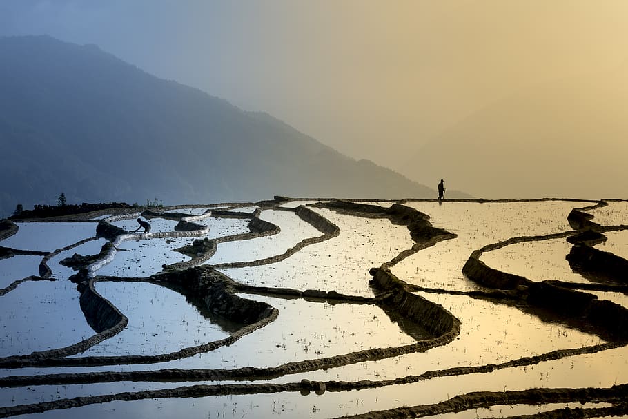 Man Standing On Crops, backlit, cropland, dawn, dusk, rice terraces HD wallpaper