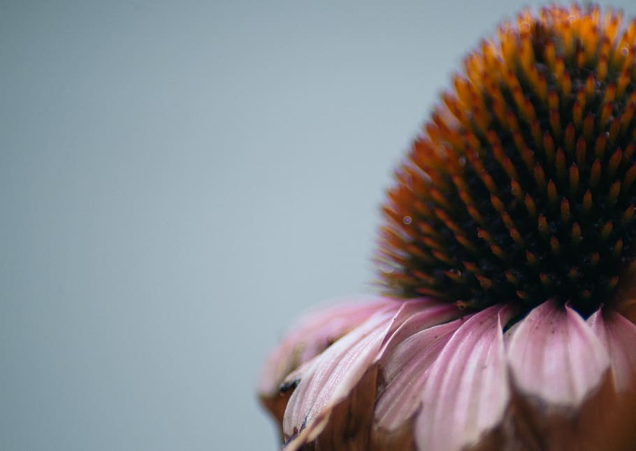 flower, flowering plant, fragility, close-up, vulnerability HD wallpaper