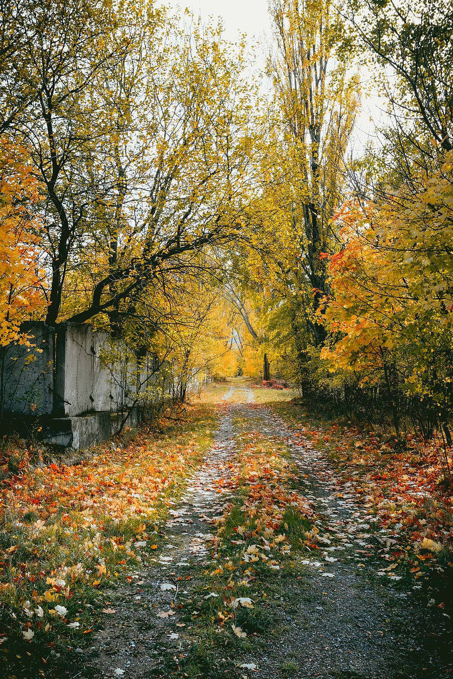 green-leafed trees during daytime, autumn, change, plant, the way forward HD wallpaper
