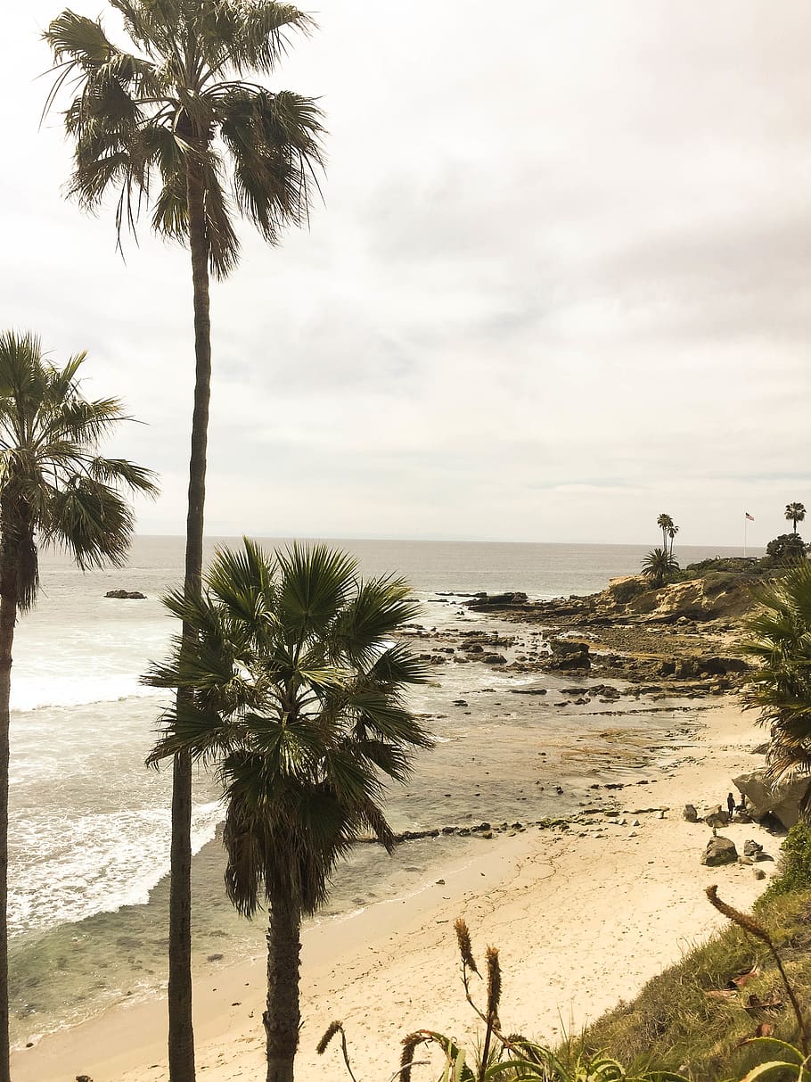 palm trees, beach, ocean, cliffs, sand, water, sky, rocks, tropical climate HD wallpaper