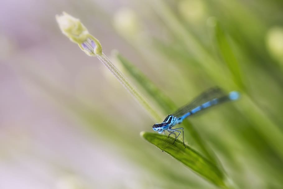 blue dragonfly, plant part, leaf, close-up, damselfly, green color HD wallpaper