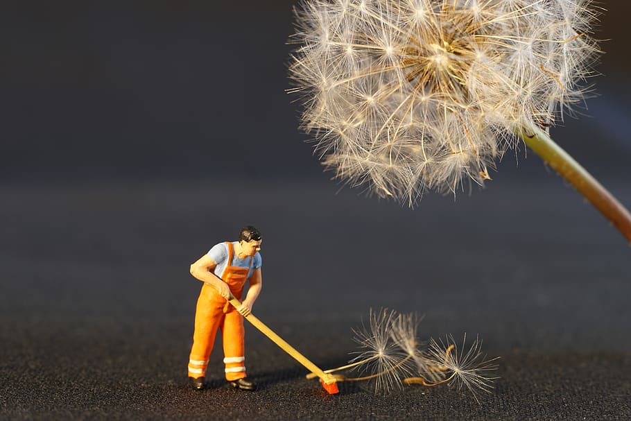 Dandelion, artistic, black background, bloom, blossom, cleaner HD wallpaper