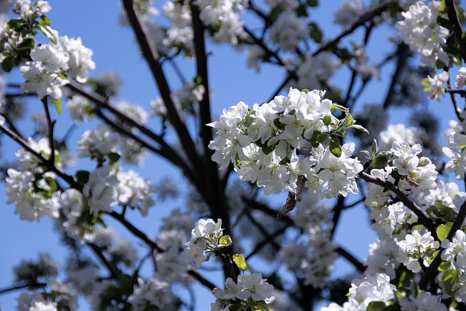 tree, natural, day, flower, flowers, bloom, springtime, blue HD wallpaper