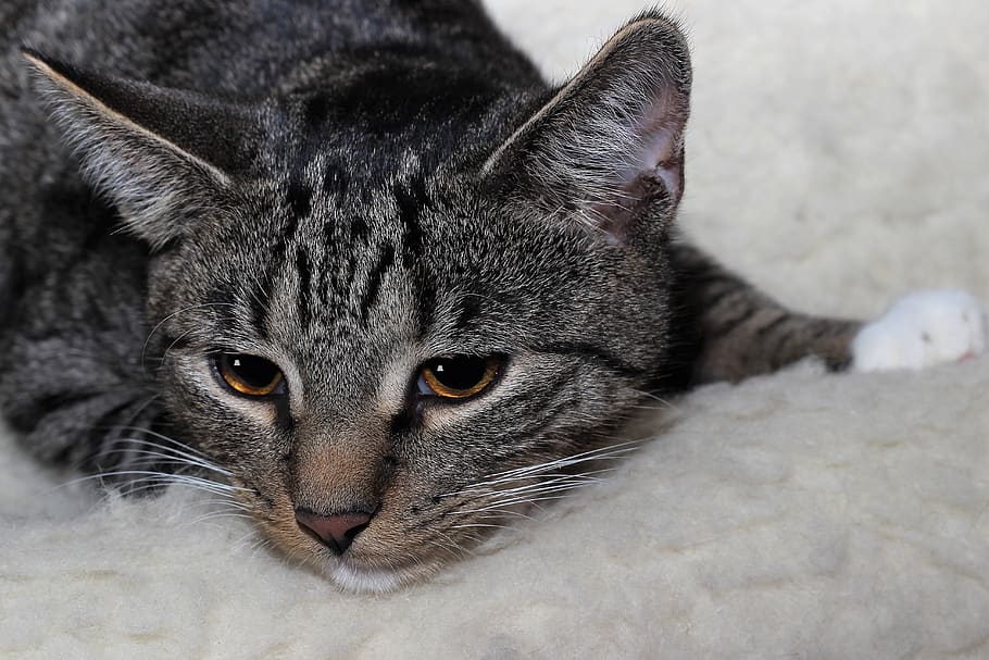 cat, pet, lying, kitten, portrait, animal world, cat's eyes HD wallpaper