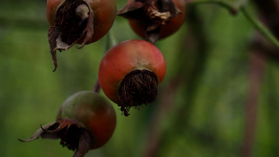 food and drink, close-up, growth, fruit, healthy eating, freshness HD wallpaper