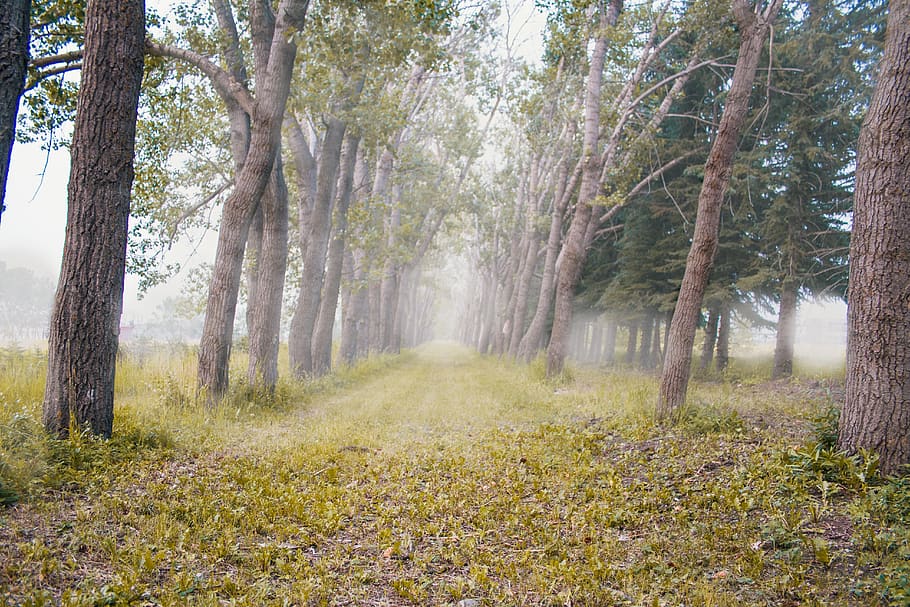 canada, calgary, fog, trees, mysterious, hazy, forest, plant HD wallpaper