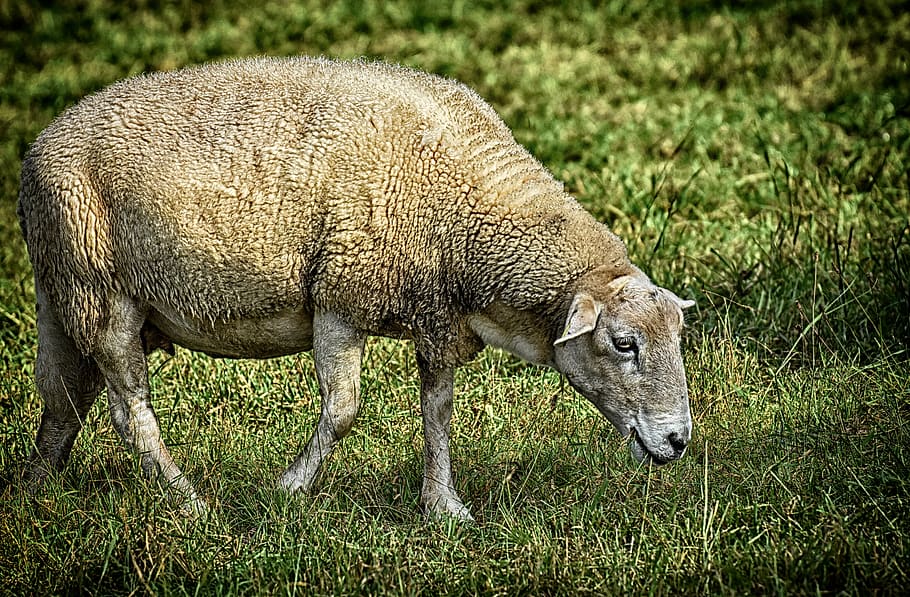 sheep, pasture, wool, nature, animal, meadow, grass, rural HD wallpaper