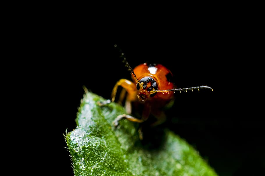 green, leaf, blur, dark, beetle, bug, insect, black background HD wallpaper