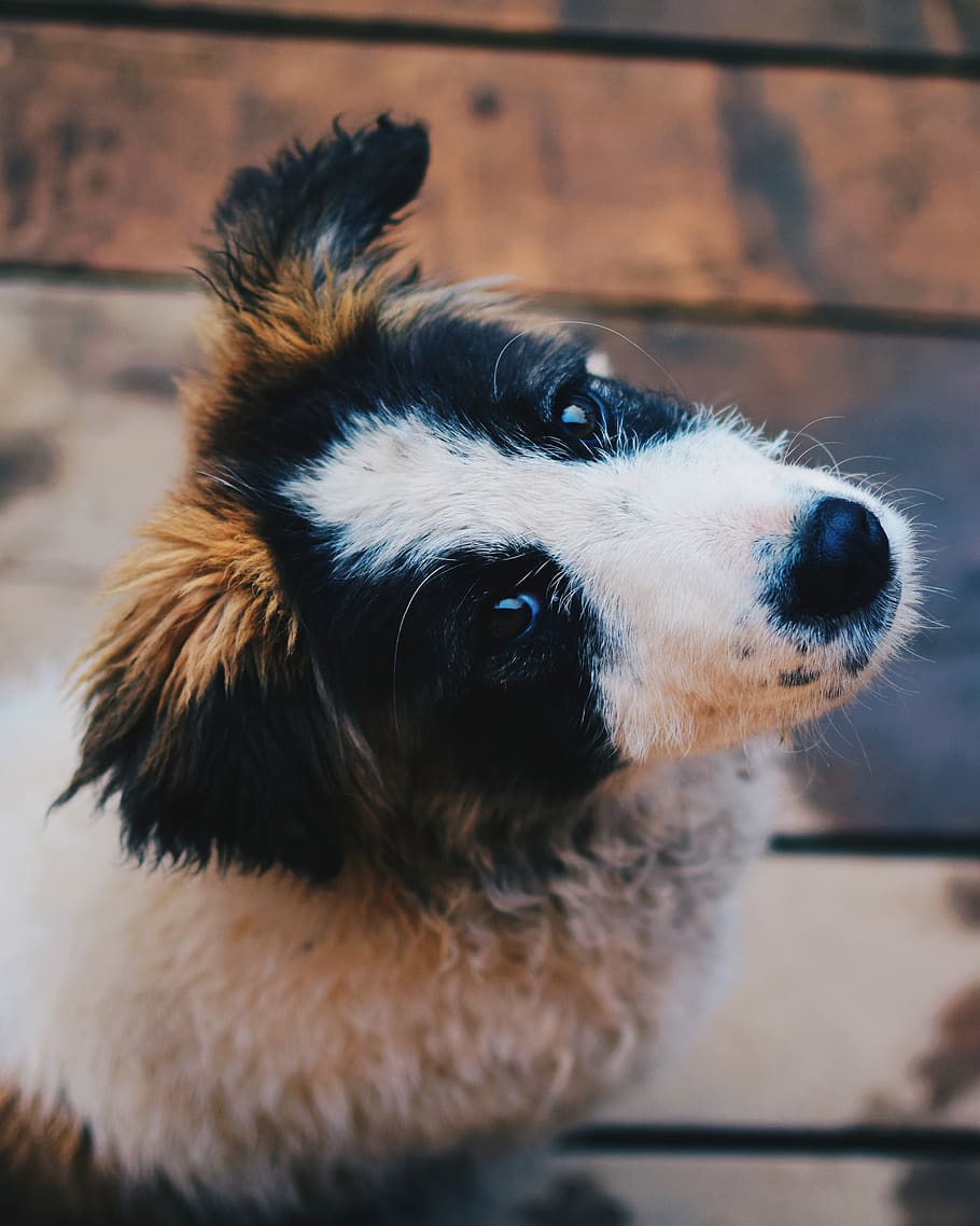 Saint Bernard puppy, one animal, domestic, pets, mammal, dog