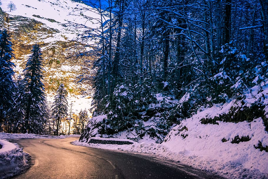 Trees Beside Road, cold, daytime, forest, zing, frost, frosty HD wallpaper