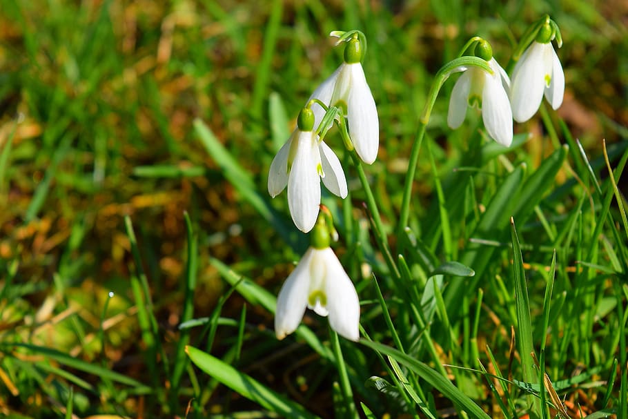 flower, plant, spring, snowdrop, bloom, growth, beauty in nature HD wallpaper