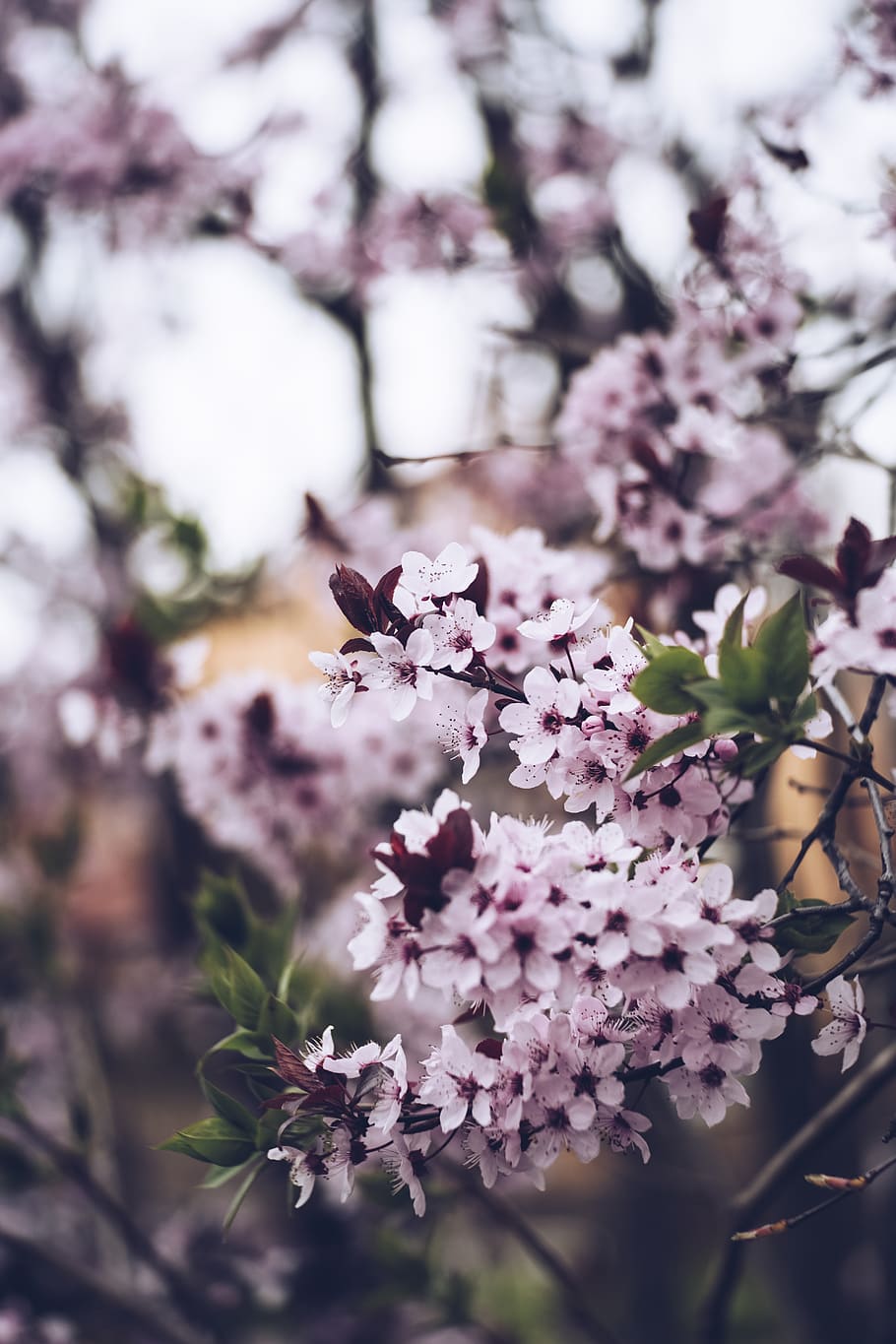pink flowers in bloom, flowering plant, freshness, fragility HD wallpaper