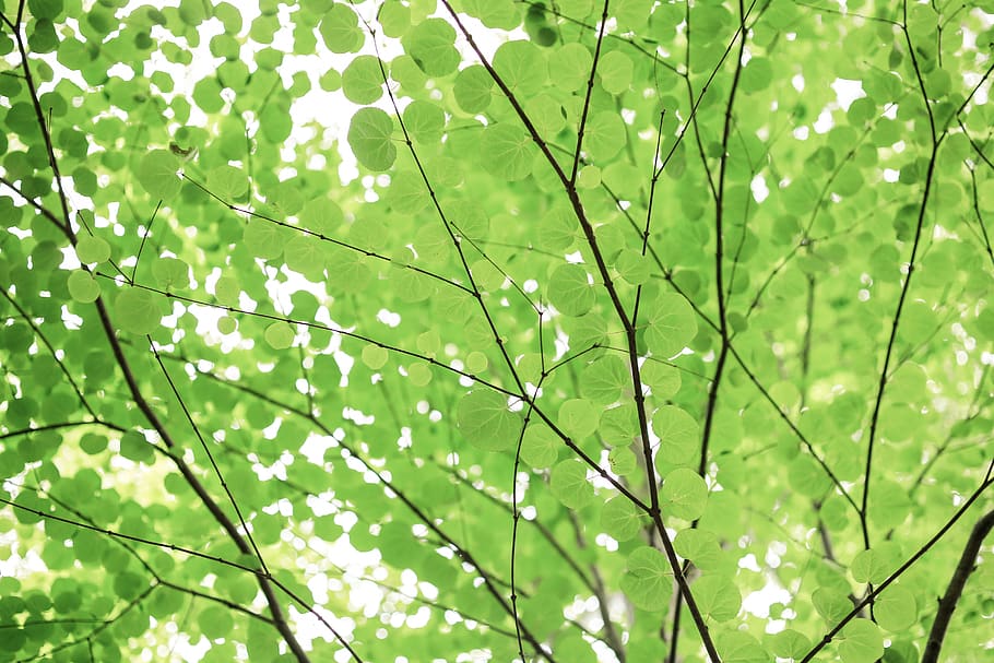 green leafed tree, plant, growth, plant part, green color, beauty in nature HD wallpaper
