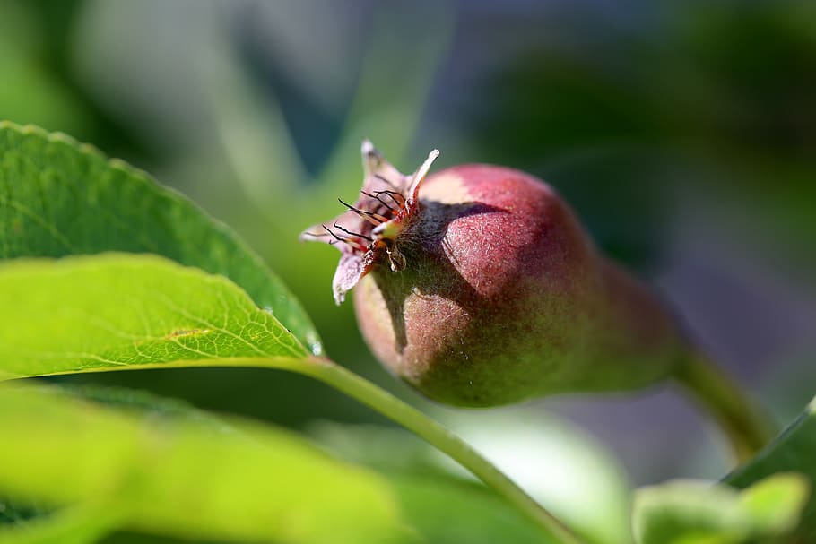pear, fruit, pears, fruits, vitamins, fresh, plant part, leaf HD wallpaper