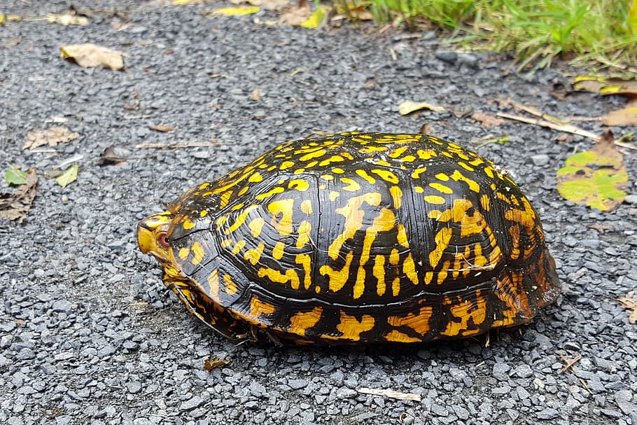 Turtle crossing the road., terrapin, terrapin turtle, turtle shell, HD wallpaper