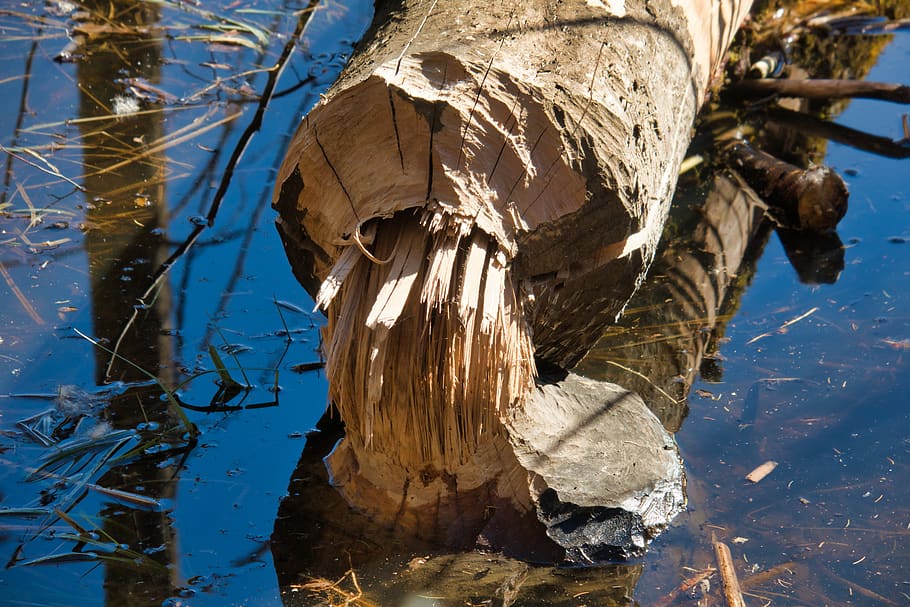beaver eating, tree, beaver damage, wood, nature, day, no people HD wallpaper