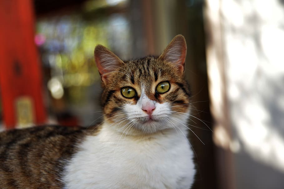 cat, animal, kitten, pets, domestic, domestic animals, one animal HD wallpaper