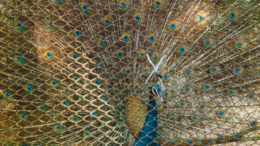 animal, animal themes, peacock, full frame, animal wildlife HD wallpaper