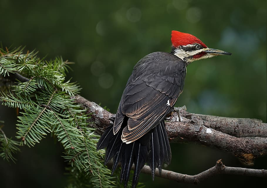 pileated woodpecker, birds, big birds, wilderness, wildlife