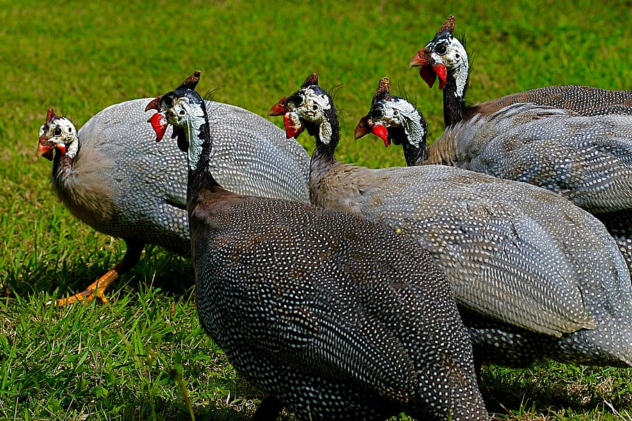 barbados, animal, animal themes, group of animals, grass, no people HD wallpaper