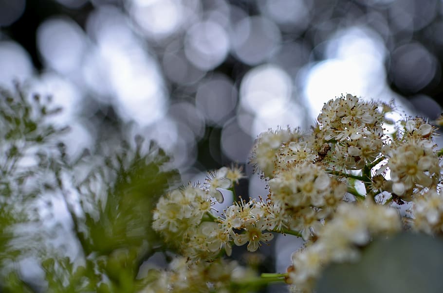 Shallow Focus Photography of Yellow and White Flower, bloom, blossom HD wallpaper