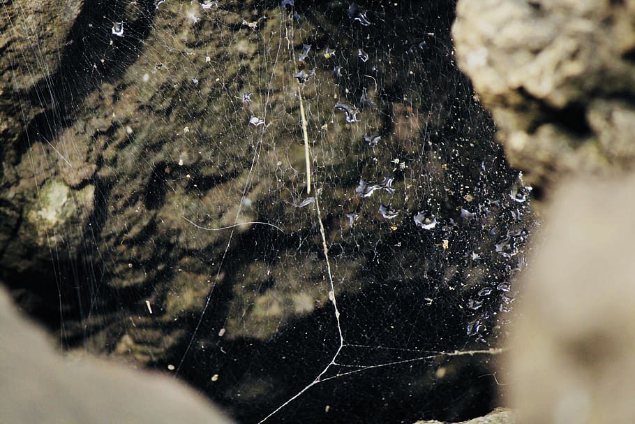web, close up, nature, rocks, water, water drops, rain, rain drop HD wallpaper