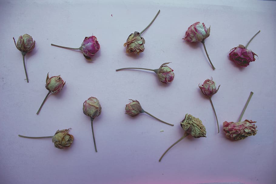 flatlay, pink, roses, mini roses, background, floral, decaying roses HD wallpaper