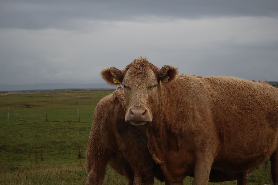 cow, moo, mammal, animal themes, domestic animals, livestock HD wallpaper