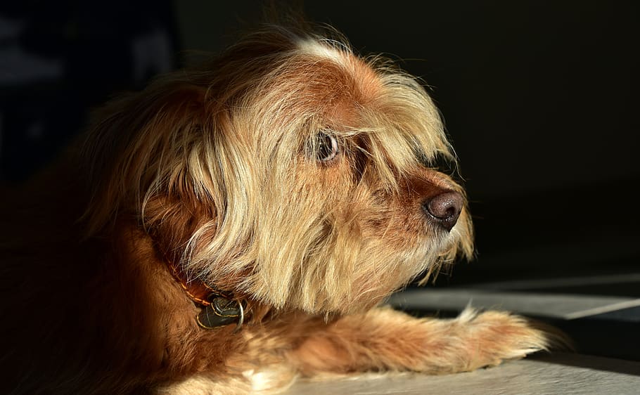 dog, hybrid, small, hairy, fur, brown, sweet, dear, watch, curiosity, HD wallpaper