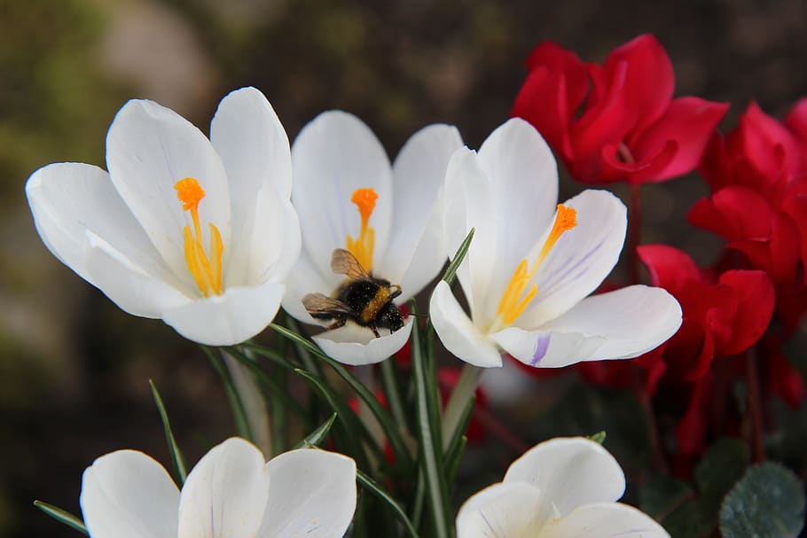 crocus, bourdon, pollen, foraging, insect, flowering plant HD wallpaper