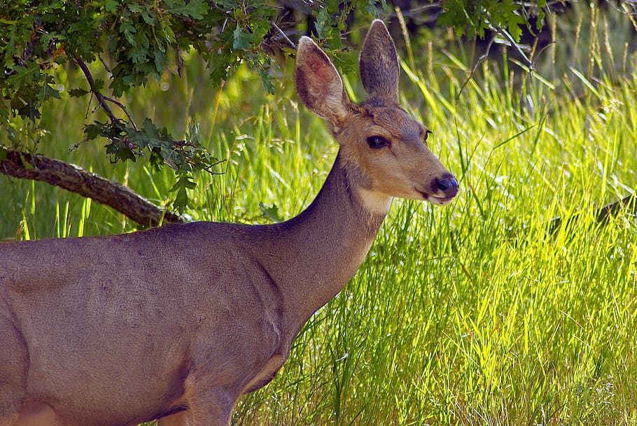 mesa verde doe, deer, national, park, colorado, nature, wildlife HD wallpaper