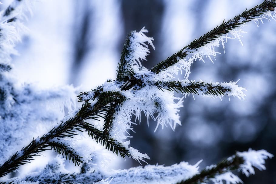 snow, winter, cold, nature, alpine, wintry, branch, tree, fir tree HD wallpaper
