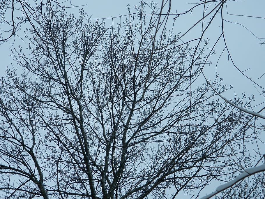 winter, tree, nature, plants, trees, branch, bare tree, low angle view HD wallpaper