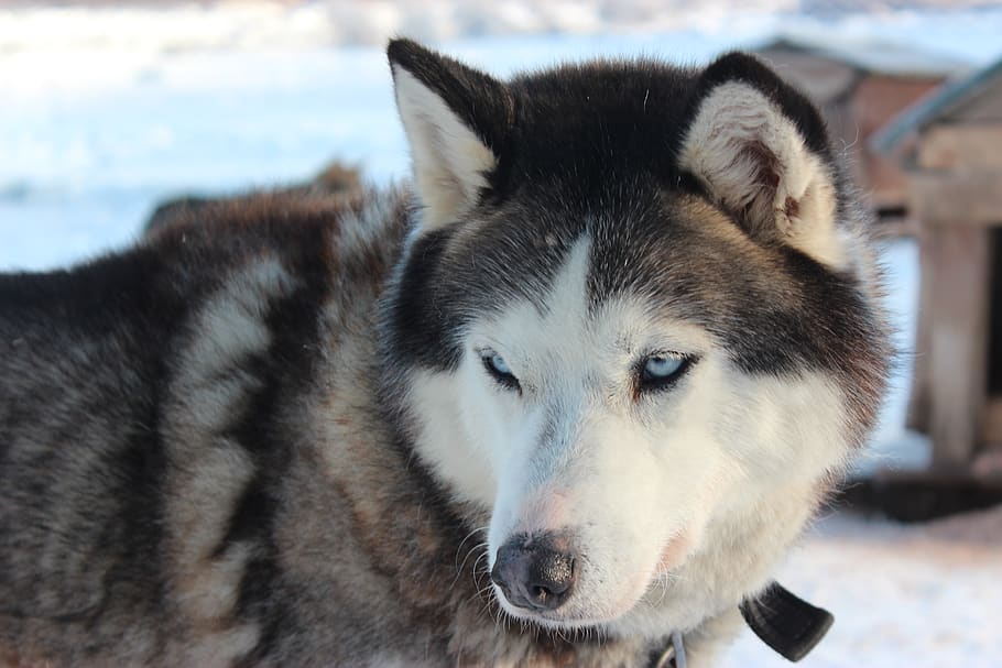 argentina, ushuaia, one animal, animal themes, mammal, sled dog HD wallpaper