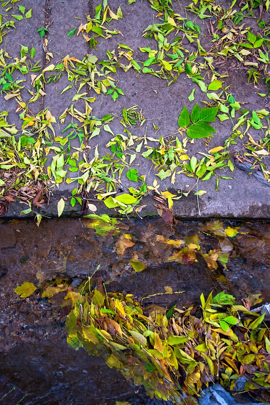asphalt, colored, cover, leaf, road, messy, leaves, green, concrete HD wallpaper
