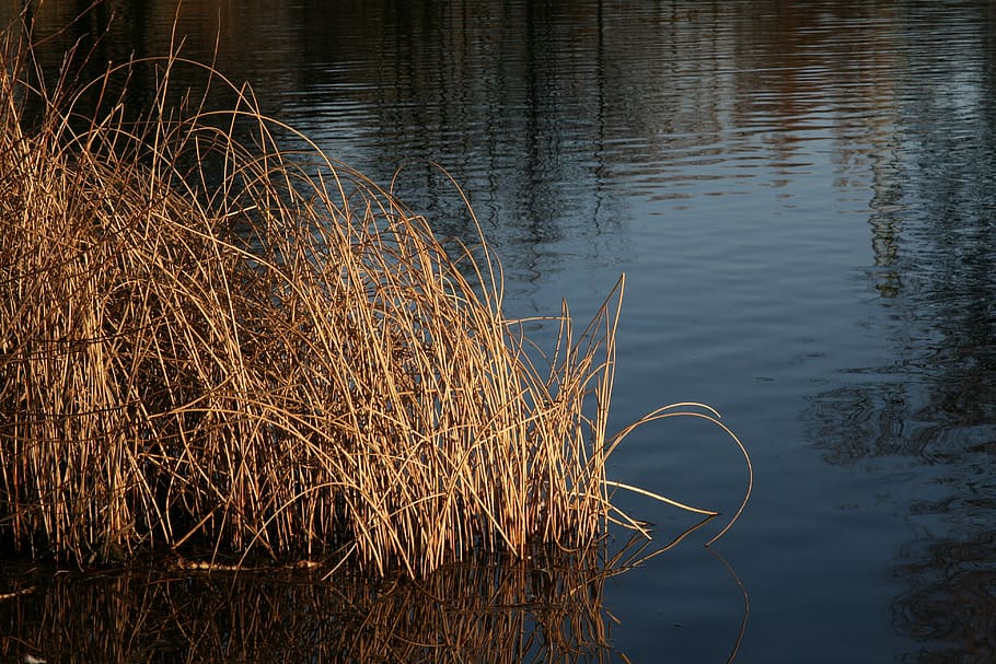 grasses, pond, water, reflection, lake, no people, plant, nature HD wallpaper