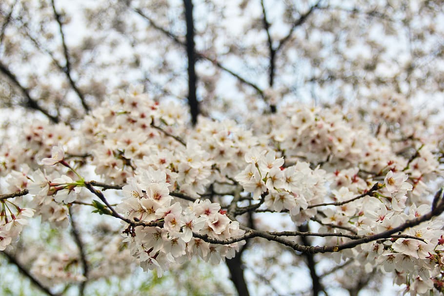 cherry blossom, spring, white, flowering plant, fragility, beauty in nature HD wallpaper