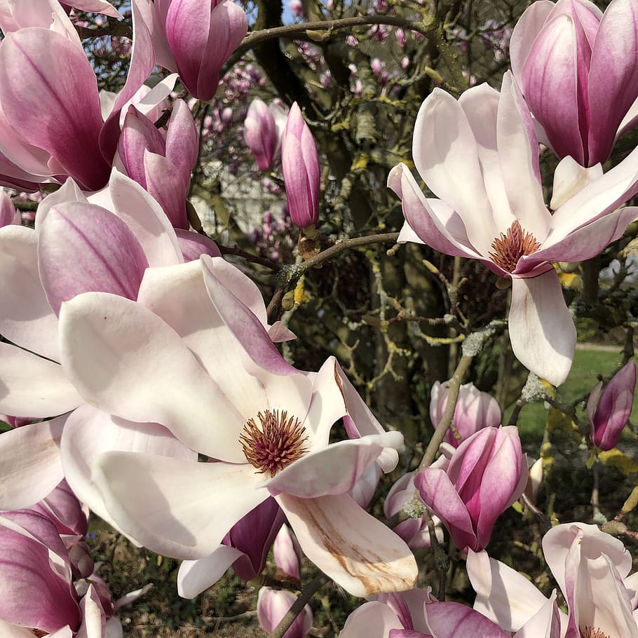 blossom, bloom, idea, surrealism, mind, color, spring, flower HD wallpaper