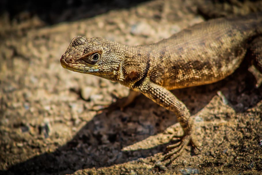 calango, lizard, animal, reptile, chameleon, animals, nature HD wallpaper