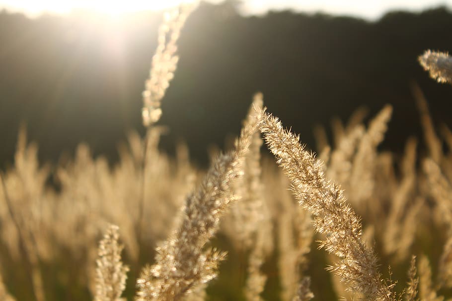 summer, sun, spikelets, grass, nature, krupnyj plan, plant HD wallpaper