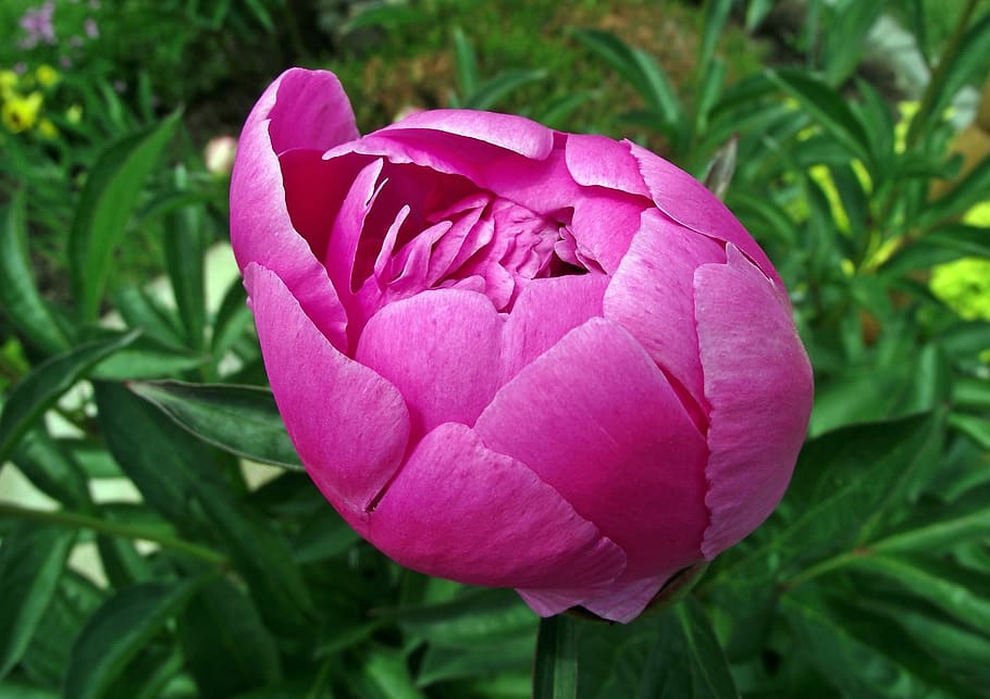 nature, plant, summer, leaf, garden, flower, peony, pink, bud HD wallpaper