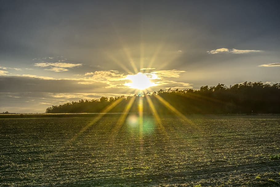 sun, backlighting, dazzling star, nature, forest, landscape HD wallpaper