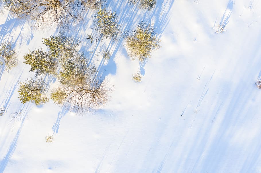 tree, plant, snow, cold temperature, winter, beauty in nature HD wallpaper
